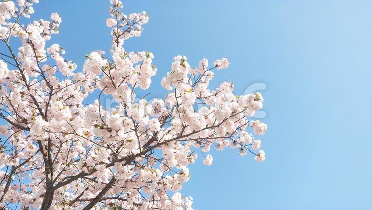 青空とピンク色の可愛い桜の花 桜,さくら,満開の写真素材