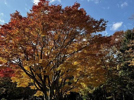  カエデの紅葉 カエデ,樹木,楓の写真素材