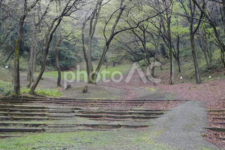 雨上がりの森 森,雨上がり,公園の写真素材