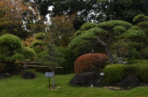 和風庭園　秋2 和風庭園,市川市万葉植物園,公園の写真素材