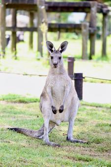 カメラ目線のワラビー カメラ目線のワラビーの写真