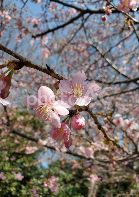 桜　つぼみと花 桜,春,自然の写真素材