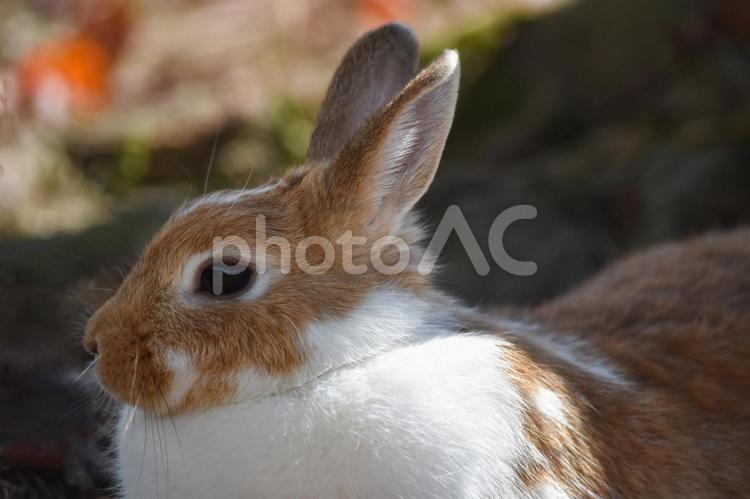 秋の木陰のうさぎ うさぎ,ウサちゃん,卯の写真素材