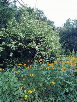 キバナコスモスの写真