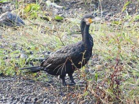 川辺に立つ川鵜の写真