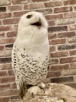 owl, JPG