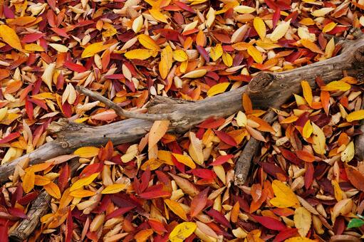 Fallen leaves_1, JPG