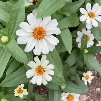 花★ジニア 白 花★ジニア 白の写真