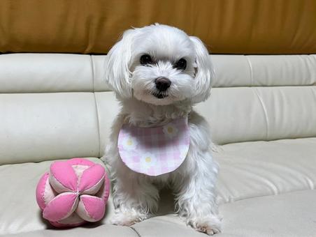 犬のスタイ 犬のスタイ 犬,マルチーズ,スタイの写真素材