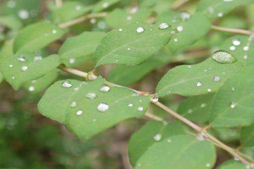 雨上がりに 雨上がりにの写真