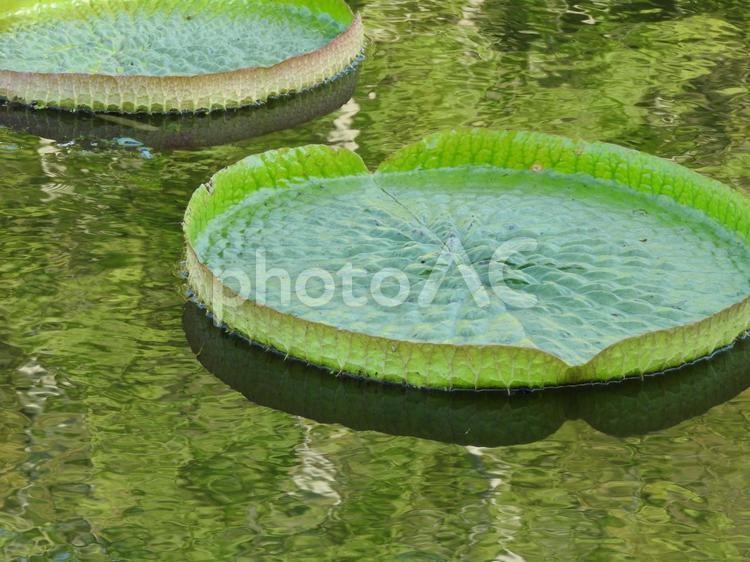 9月の風景 池,植物,自然の写真素材