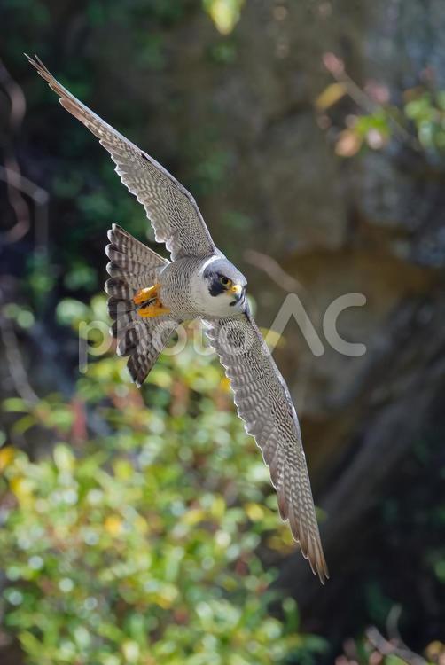 方向転換するハヤブサ、縦位置 はやぶさ,ハヤブサ,隼の写真素材