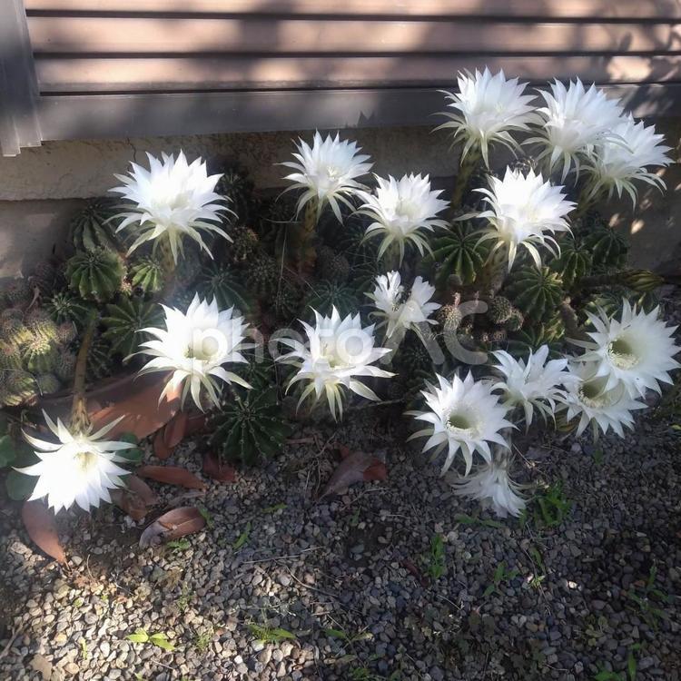 サボテンの花　白い花　きれい サボテンの花,サボテン,花の写真素材