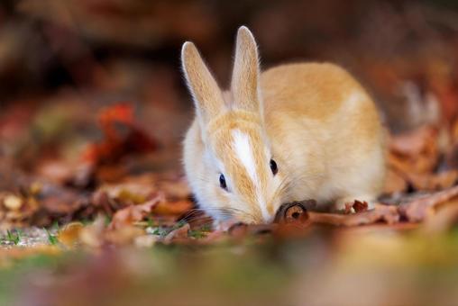 The rabbits of Okunoshima, JPG