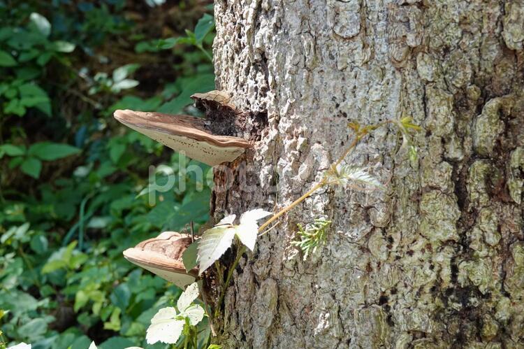 立ち木に生えたキノコ きのこ,自然,生物の写真素材
