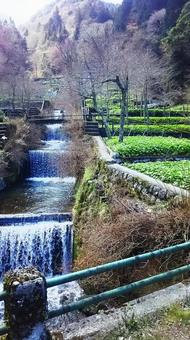 筏場のわさび田 筏場のわさび田 筏場のわさび田,わさび田,わさびの写真素材