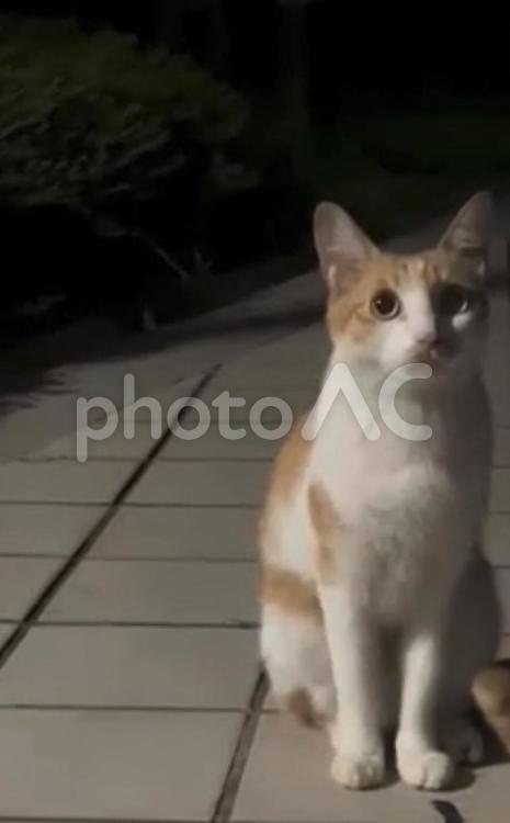 散歩道で見かけた可愛い猫ちゃん 猫ちゃん,ねこ,ネコの写真素材