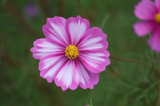 ピンクと白のの花びらの秋桜の花のアップ ピンク,白,花びらの写真素材