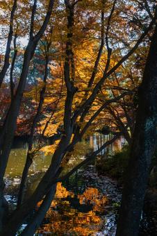 丸山公園の紅葉 丸山公園の紅葉 紅葉,秋,リフレクションの写真素材