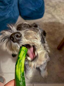 きゅうりを頬張るワンコ ミニチュア,ミニシュナ,犬の写真素材