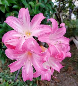 ベラドンナリリー ベラドンナリリー ベラドンナリリー,ホンアマリリス,ピンクの写真素材