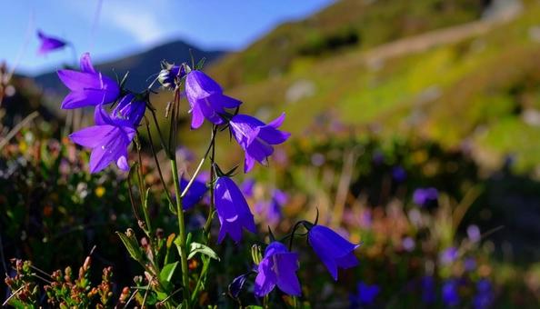 秋の七草 紫色のキキョウ 季節の花 秋の七草 紫色のキキョウ 季節の花の写真