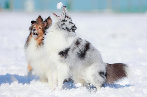 シェルティ シェルティ 犬,シェルティ,ペットの写真素材