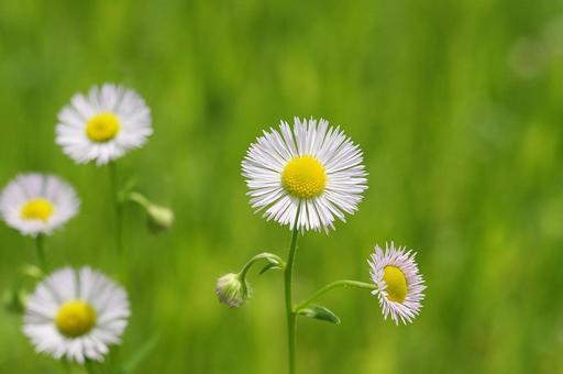 ハルジオンの花と緑の背景・春の花・雑草 ハルジオンの花と緑の背景・春の花・雑草の写真
