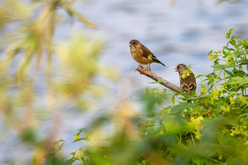 カワラヒワ(75) カワラヒワ(75)の写真