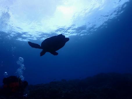 石垣島海底、ダイバーを横切るウミガメ 石垣島海底、ダイバーを横切るウミガメの写真