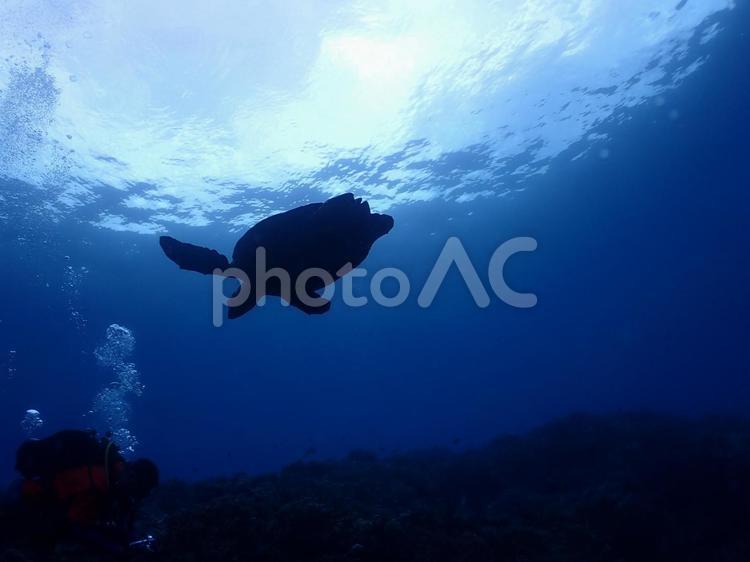 石垣島海底、ダイバーを横切るウミガメ 海ガメ,ウミガメ,亀の写真素材