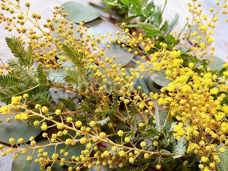 ミモザとユーカリのブーケ ミモザ,春の花,ブーケの写真素材