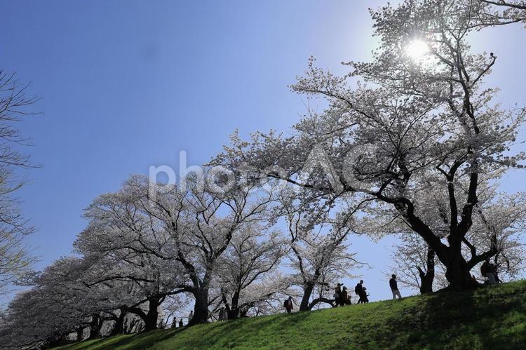 背割り堤に咲く満開の桜 桜,さくら,サクラの写真素材