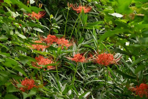 曼珠沙華、ヒガンバナ 曼珠沙華、ヒガンバナの写真