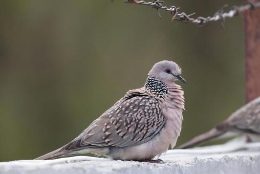 カノコバト カノコバト カノコバト,野鳥,ハトの写真素材