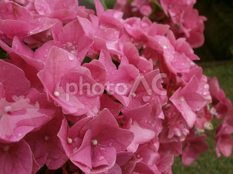 雨上がりのアジサイ　ピンク アジサイ,紫陽花,ピンクの写真素材