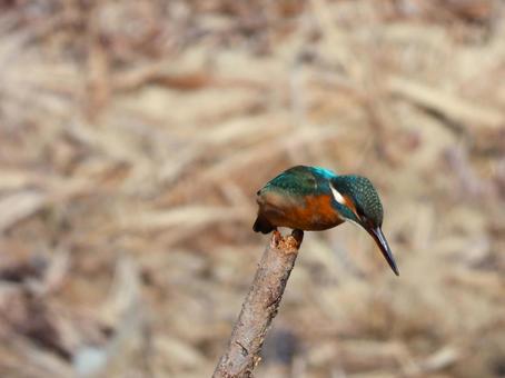 池に立つ枯れ枝から飛ぼうとするカワセミ カワセミ,鳥,鳥類の写真素材