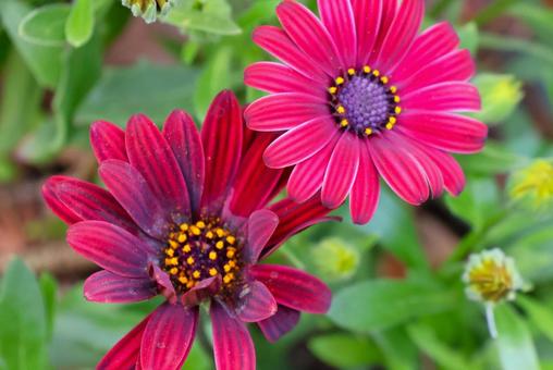 4月下旬の庭のオステオスぺルマムの花 4月下旬の庭のオステオスぺルマムの花の写真