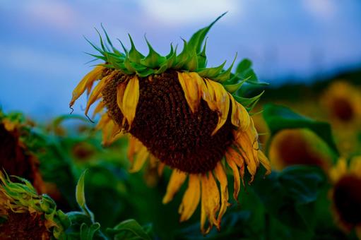 夏の終わり ひまわり,夏,疲れたの写真素材