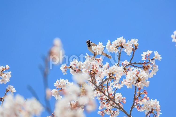 春の桜とスズメ「兵庫県」 桜,スズメ,春の写真素材