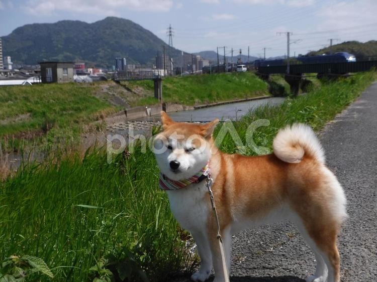 散歩道での撮影、ゆず 柴犬,犬,日本犬の写真素材