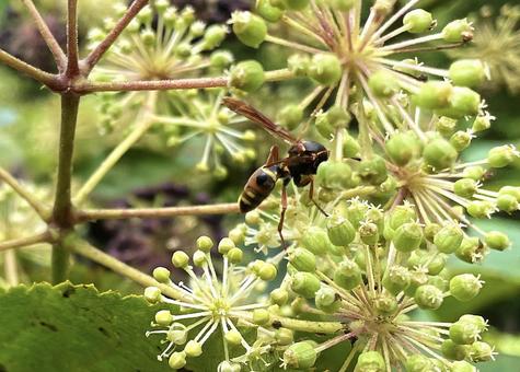 ウドの花にアシナガバチ 秋,昆虫,コアシナガバチの写真素材