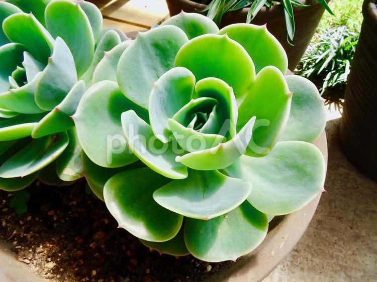 多肉植物の寄せ植え 多肉植物,趣味,寄せ植えの写真素材