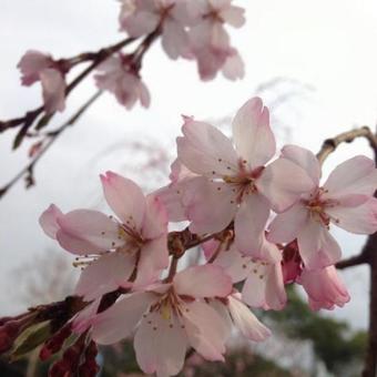雨の日の桜 雨の日の桜の写真