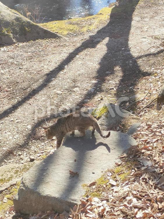 日向を探して 自然,猫,のどかの写真素材