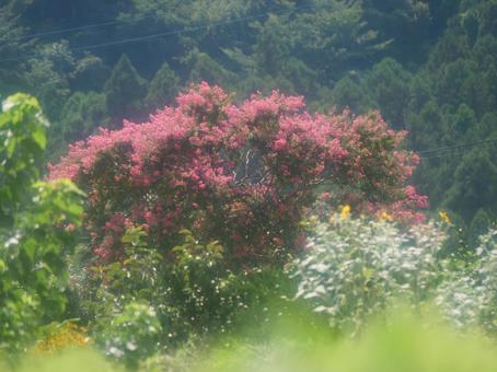 サルスベリの木 サルスベリの木の写真
