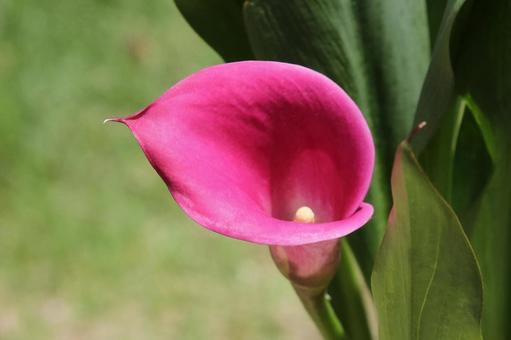モモイロカイウの花の写真