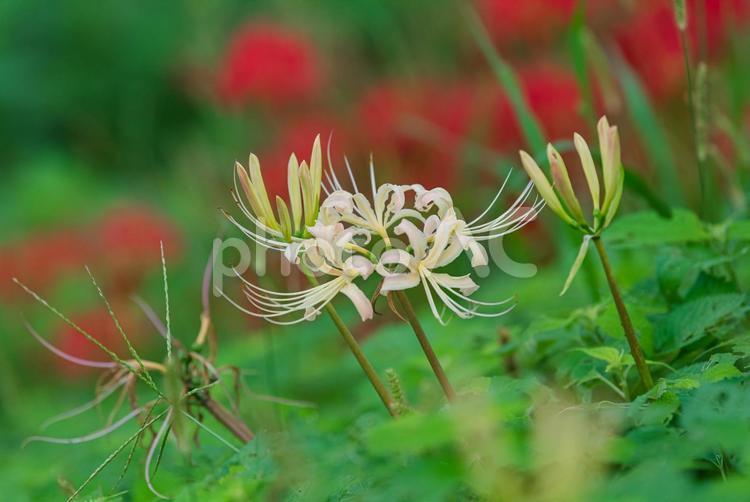 草むらで咲く美しい白い彼岸花 彼岸花,曼珠沙華,草花の写真素材