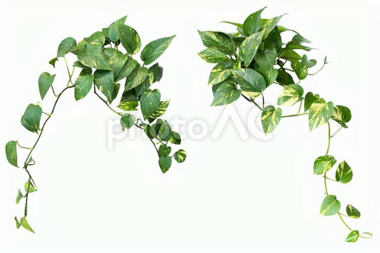 観葉植物ポトスの切抜き（PSD背景透過） ポトス,葉っぱ,切り抜きの写真素材