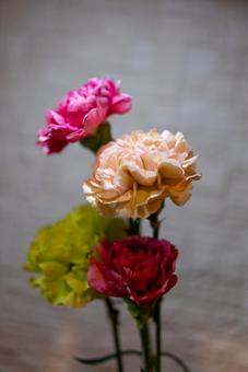 彩り豊かなカーネーション カーネーション,花,植物の写真素材